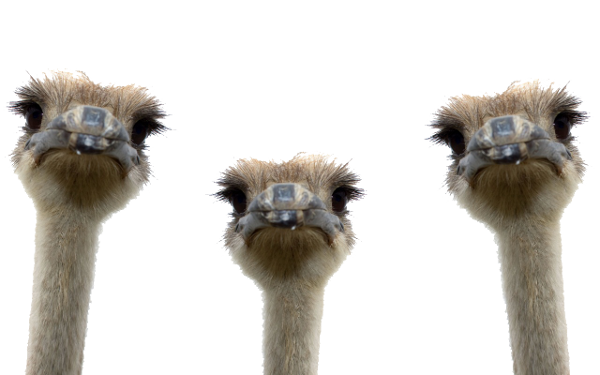 Emu heads